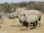 rinoceronte-bianco-estinzione
