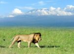 Kenya_Amboseli_WildlifeLion