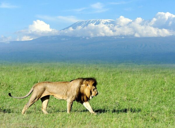 E’ guerra tra fauna selvatica e l’uomo in Kenya: pastori uccidono 10 leoni in una sola settimana