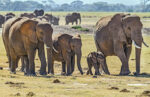 elefanti di savana