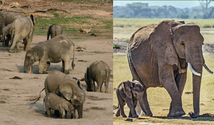 elefanti si foresta ed elefanti di savana