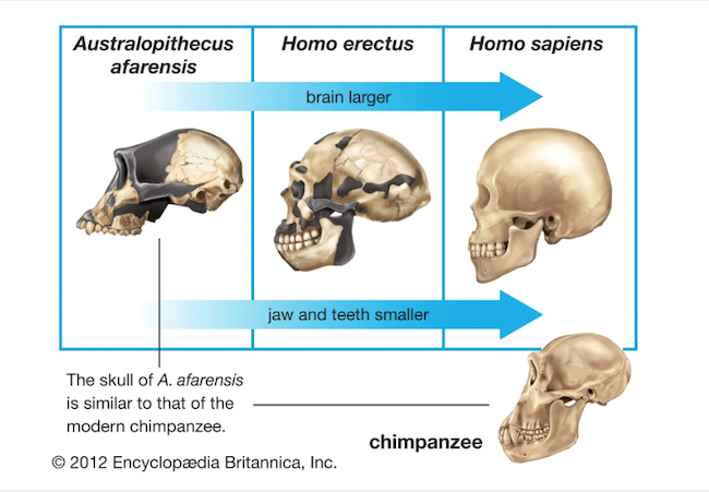 homo sapiens