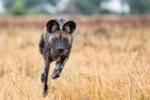 African-hunting-dog-Lycaon-pictus-uganda-500×333
