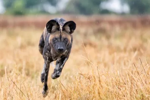 Dopo oltre 40 anni ricompare in Uganda il licaone (cane africano), specie in via di estinzione