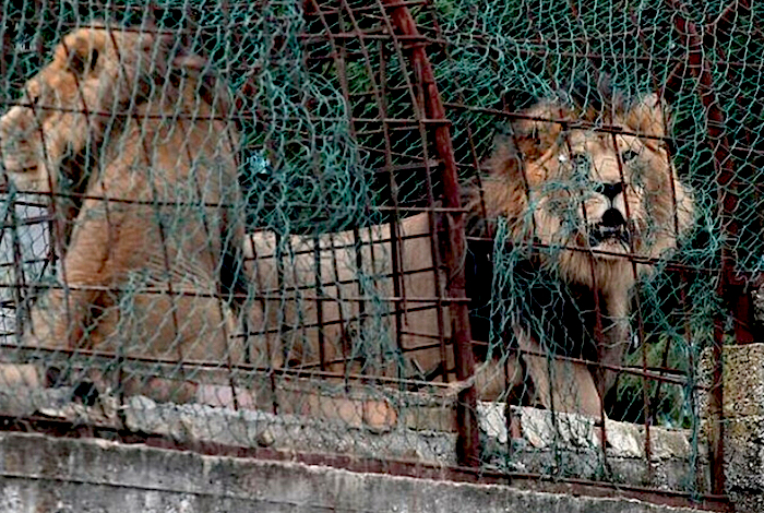 Leoni in cattività