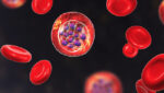 Malaria il plasmodium dentro un globulo rosso