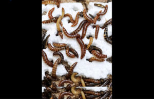 super-verme Alphitobius mangia polistirolo