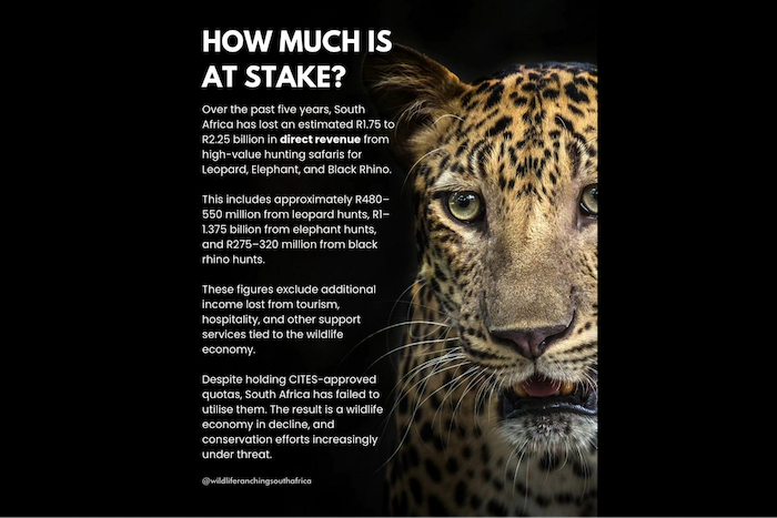 Caccia grossa leopardo