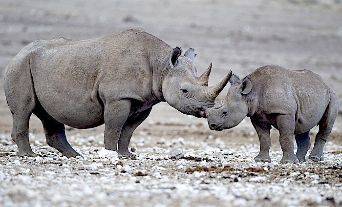 Sudafrica, caccia grossa in crisi: perde centinaia di milioni