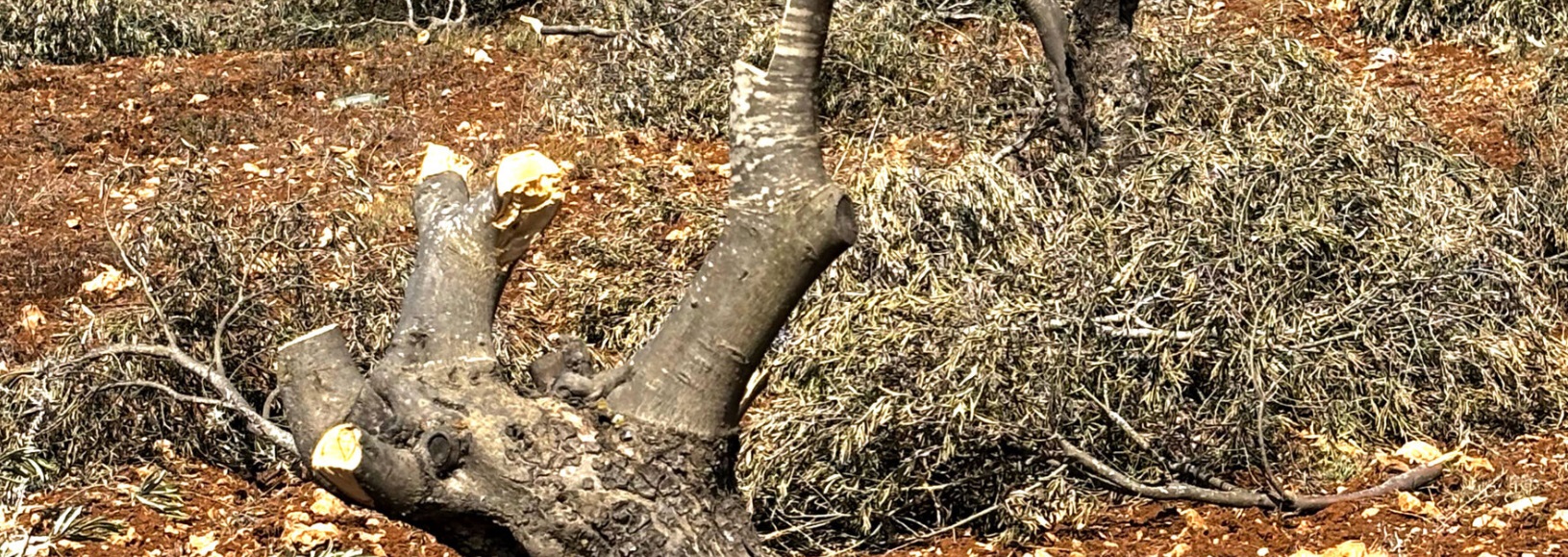 Cisgiordania: solo nel mese di ottobre 126 attacchi di coloni contro contadini palestinesi