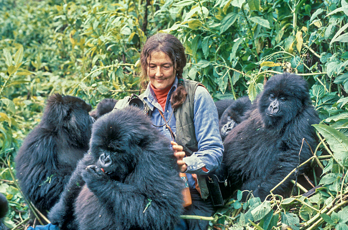 Dian Fossey tra i gorilla in Ruanda