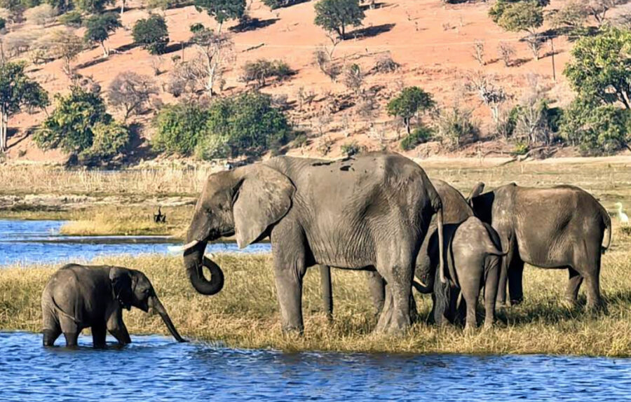diamanti Elefanti nel Chobe National Park